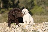 LABRADOR 642